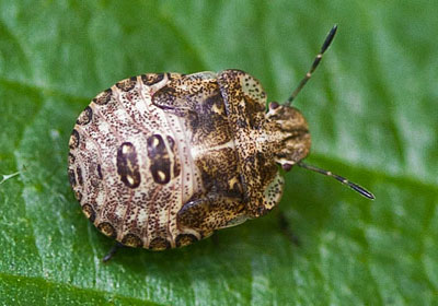 Dyroderes umbraculatus