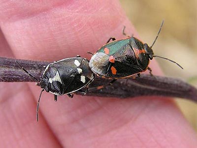 Eurydema oleracea