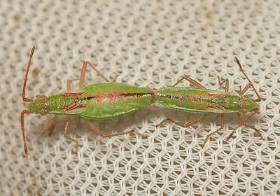 Myrmus miriformis