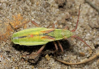 Myrmus miriformis