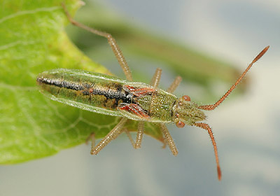 Myrmus miriformis male