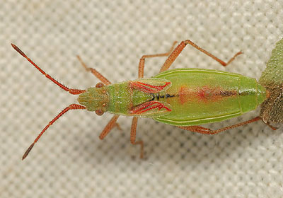 Myrmus miriformis female