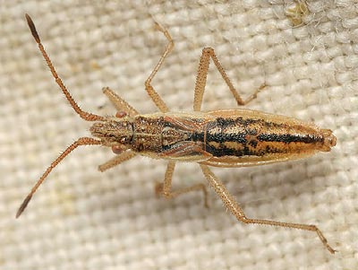 Myrmus miriformis