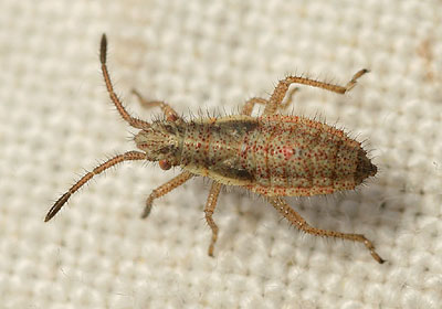 Myrmus miriformis