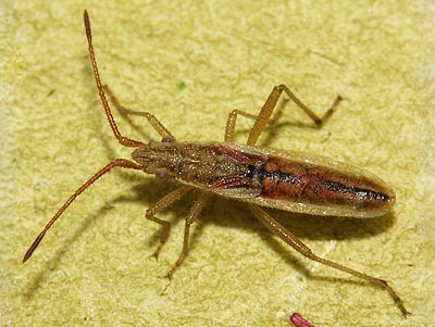 Myrmus miriformis