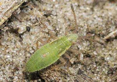 Myrmus miriformis