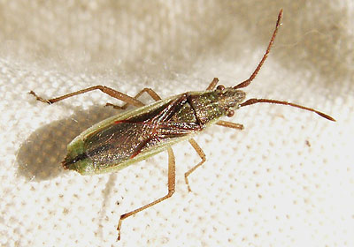 Myrmus miriformis