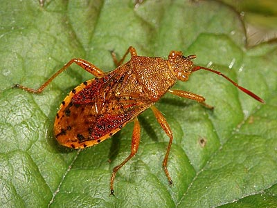 Rhopalus maculatus