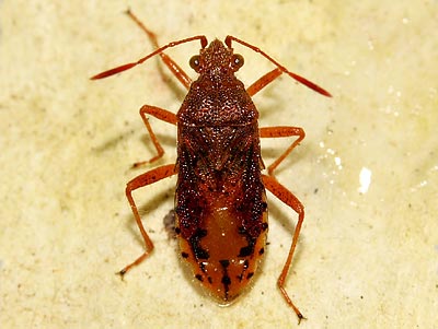Rhopalus maculatus