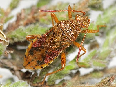 Rhopalus maculatus