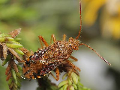 Rhopalus maculatus