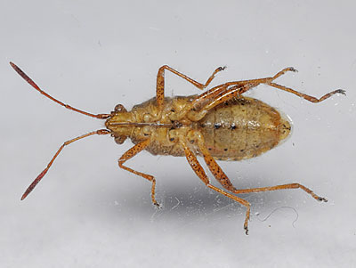 Rhopalus maculatus