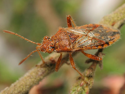 Rhopalus parumpunctatus