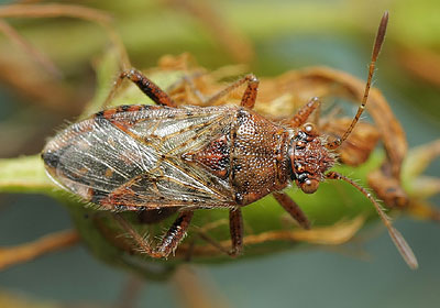 Rhopalus parumpunctatus