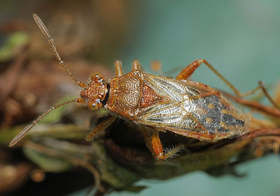 Rhopalus parumpunctatus
