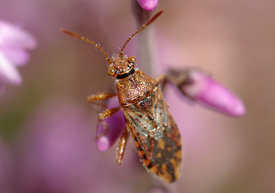 Rhopalus parumpunctatus