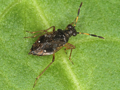 Chartoscirta cocksii