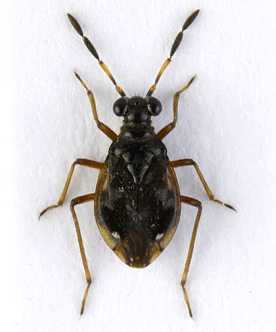 Chartoscirta cocksii