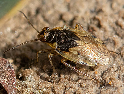 Chiloxanthus pilosus