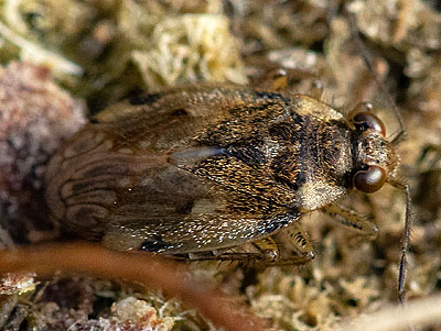 Chiloxanthus pilosus