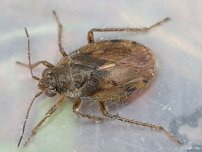 Chiloxanthus pilosus