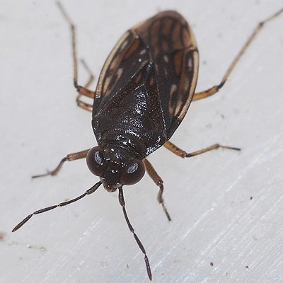Saldula opacula