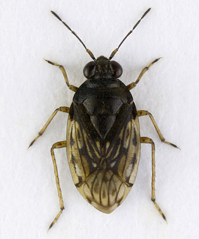 Saldula opacula