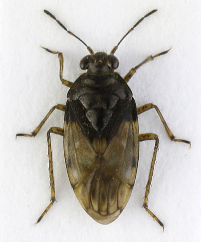 Saldula pilosella