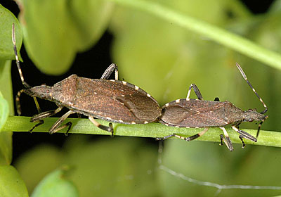 Dicranocephalus medius