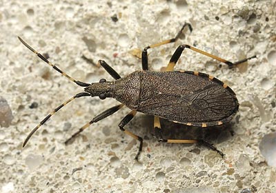 Dicranocephalus medius