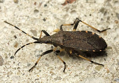 Dicranocephalus medius