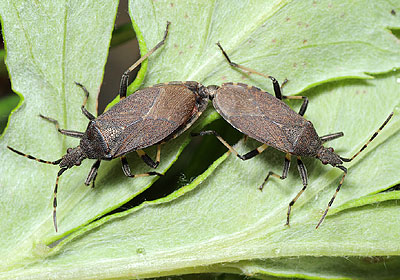 Dicranocephalus medius