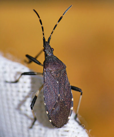 Dicranocephalus medius
