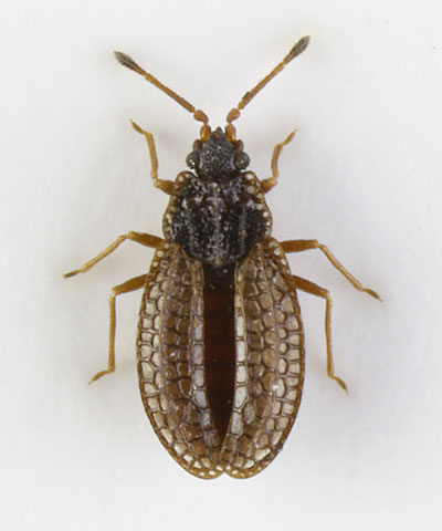 Campylosteira verna