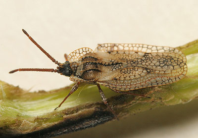 Dictyonota fuliginosa