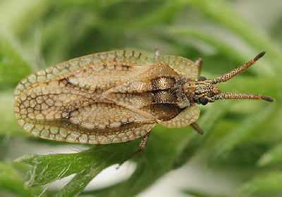 Dictyonota fuliginosa