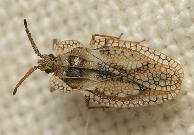 Dictyonota fuliginosa