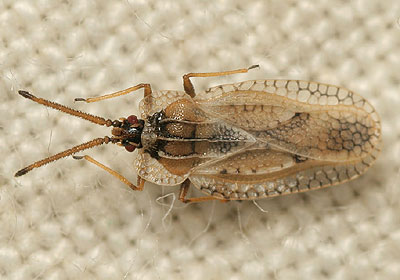 Dictyonota fuliginosa