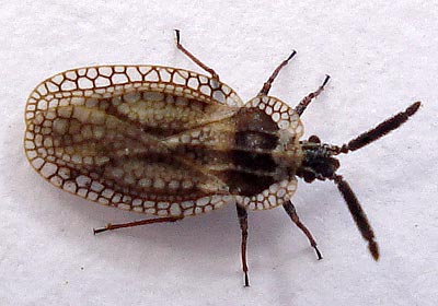 Dictyonota strichnocera