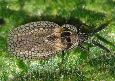 Dictyonota strichnocera