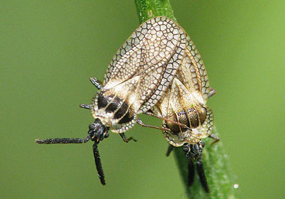 Dictyonota strichnocera