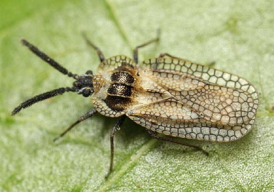 Dictyonota strichnocera