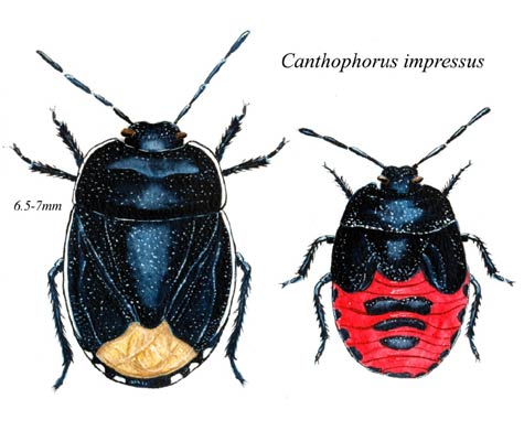 Canthophorus impressus