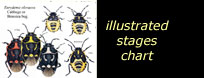 see illustrated life stages chart