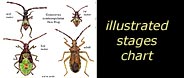 see illustrated life stages chart