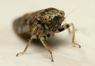 Allygus mixtus