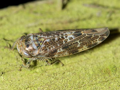 Allygus mixtus