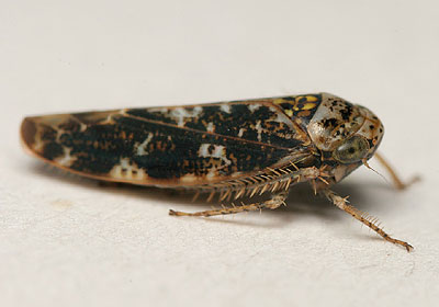 Allygus mixtus