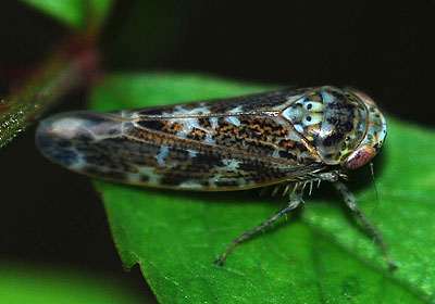 Allygus mixtus