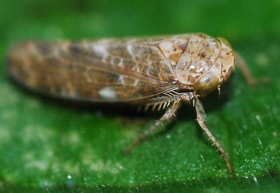 Allygus modestus